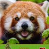 Red Panda Christmas Card
