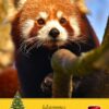 Red Panda Christmas Card