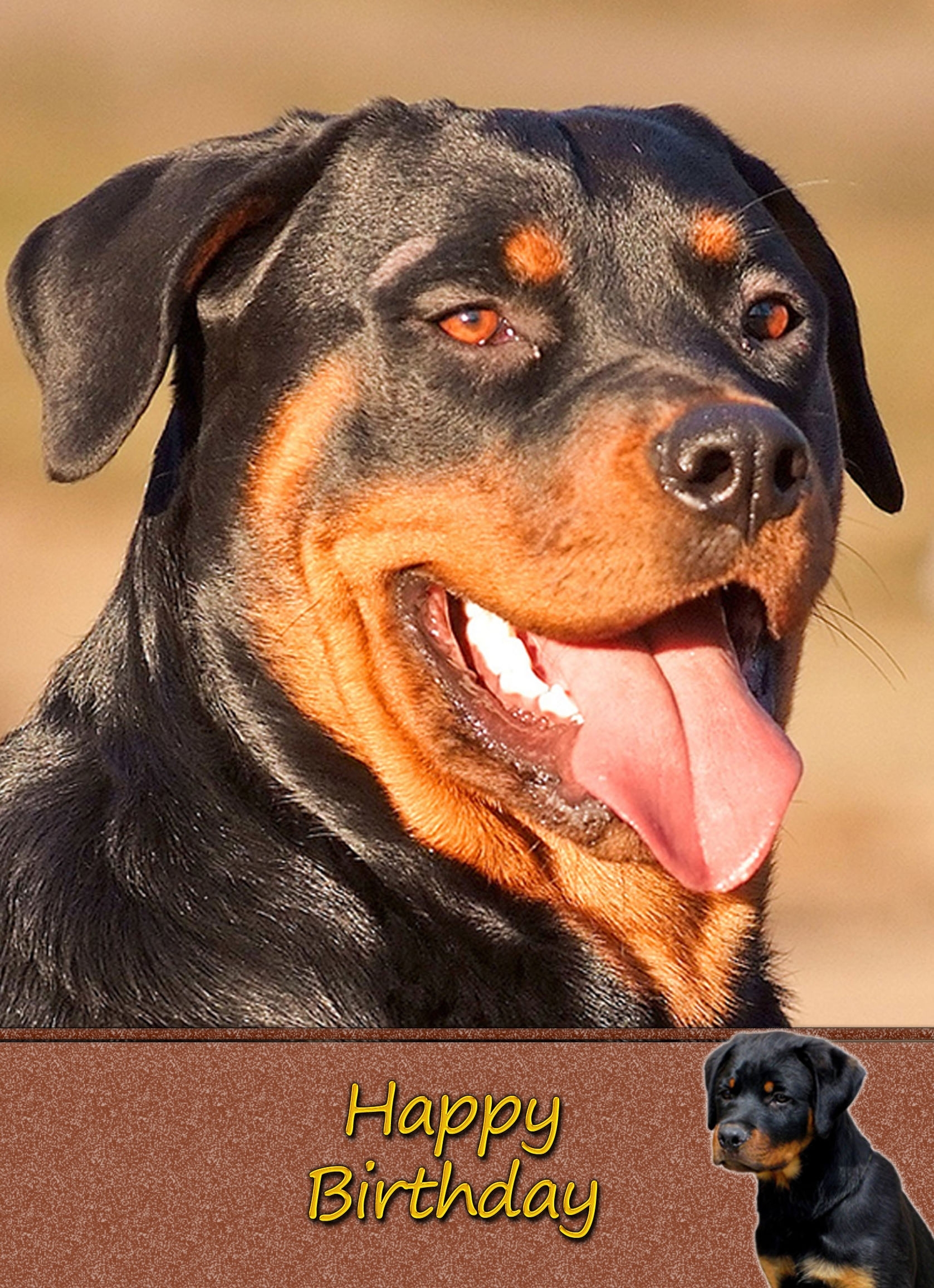 Rottweiler Dog Birthday Card - Rottweiler Dog Birthday Card 2 3 Rottweiler Dog Birthday Card