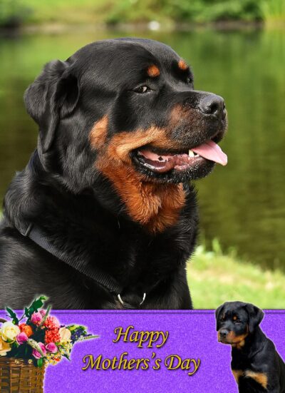 Rottweiler Mothers Day Card