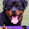 Rottweiler Mothers Day Card