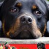 Rottweiler Mothers Day Card