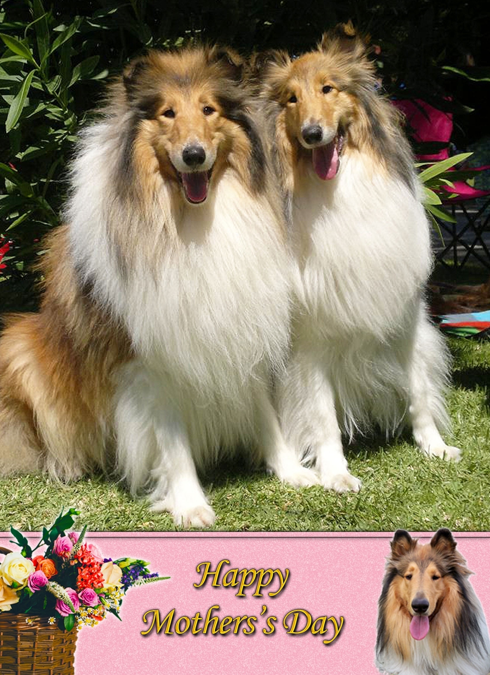 Rough Collie Mothers Day Card - Rough Collie Mothers Day Card 1 3 Rough Collie Mothers Day Card