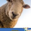 Sheep Birthday Card
