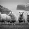 Sheep Black and White Art Birthday Card