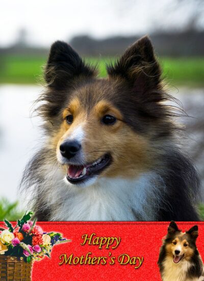 Shetland Sheepdog Mothers Day Card
