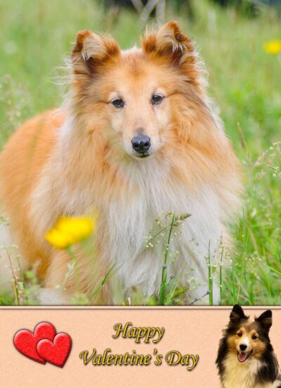 Shetland Sheepdog Valentines Day Card