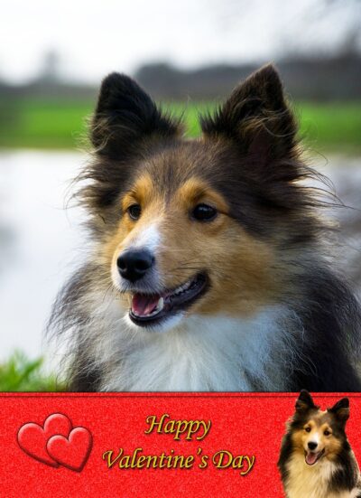 Shetland Sheepdog Valentines Day Card