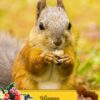 Squirrel Mothers Day Card