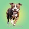 Staffordshire Bull Terrier Dog Birthday Square Card (Running Art)