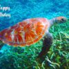Turtle Art Birthday Card