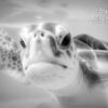 Turtle Black and White Art Birthday Card