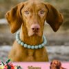 Vizsla Mothers Day Card