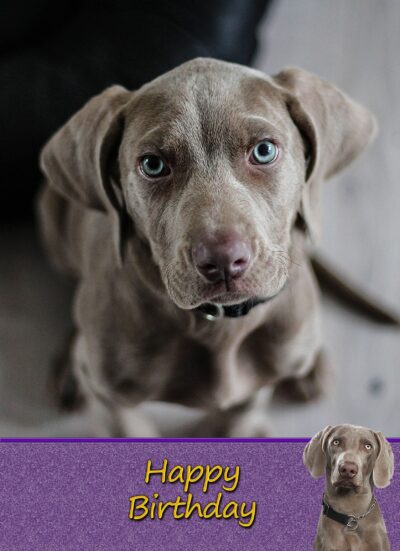 Weimaraner Birthday Card