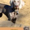 Weimaraner Birthday Card