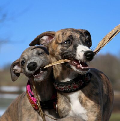 Whippet Dog Greeting Card