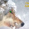Wolf Art Birthday Card