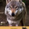 Wolf Birthday Card