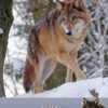 Wolf Birthday Card
