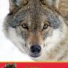 Wolf Birthday Card