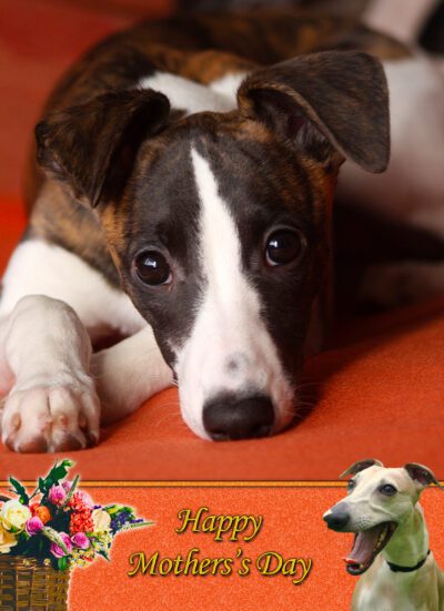 Whippet Mothers Day Card
